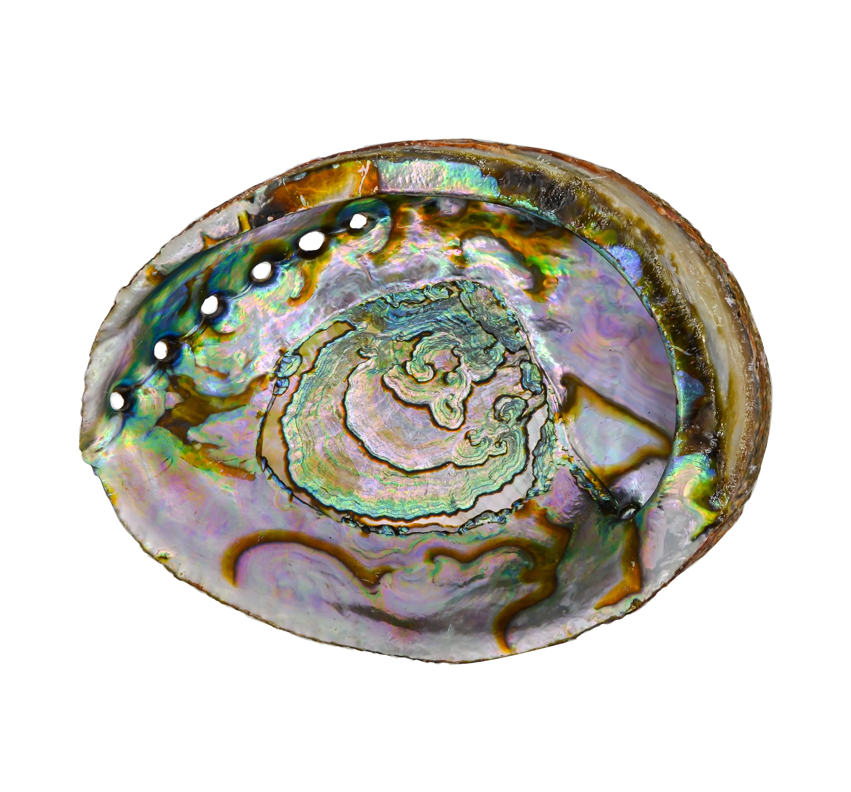 Abalone Shell