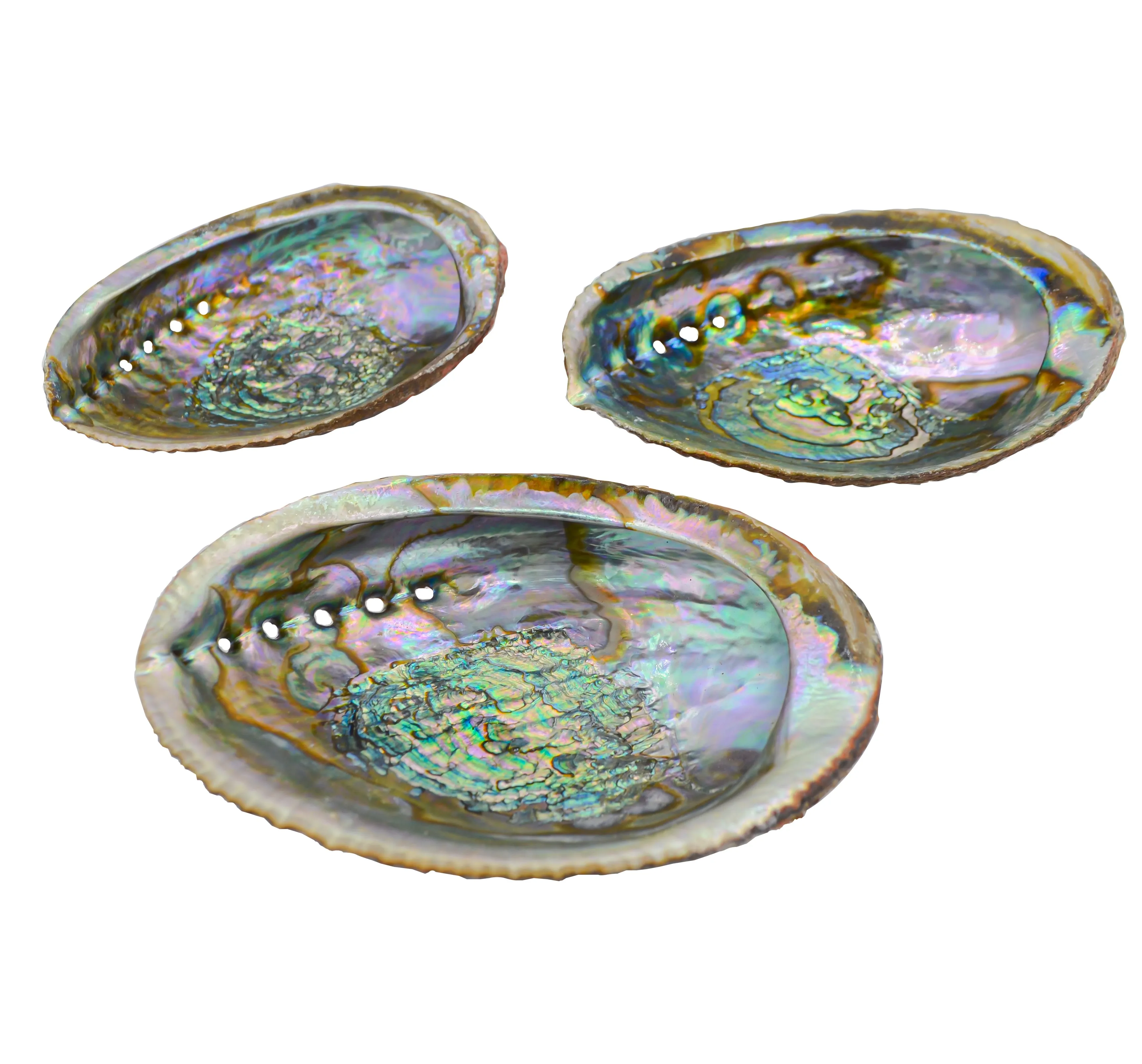 Abalone Shell